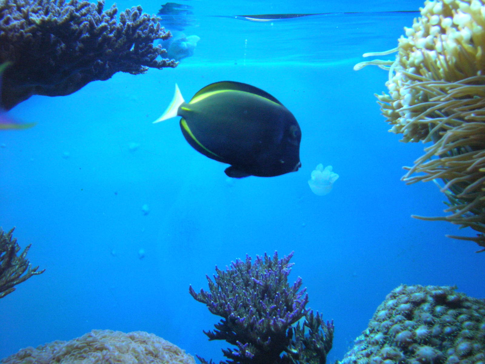 Amazing Jellies Exhibit