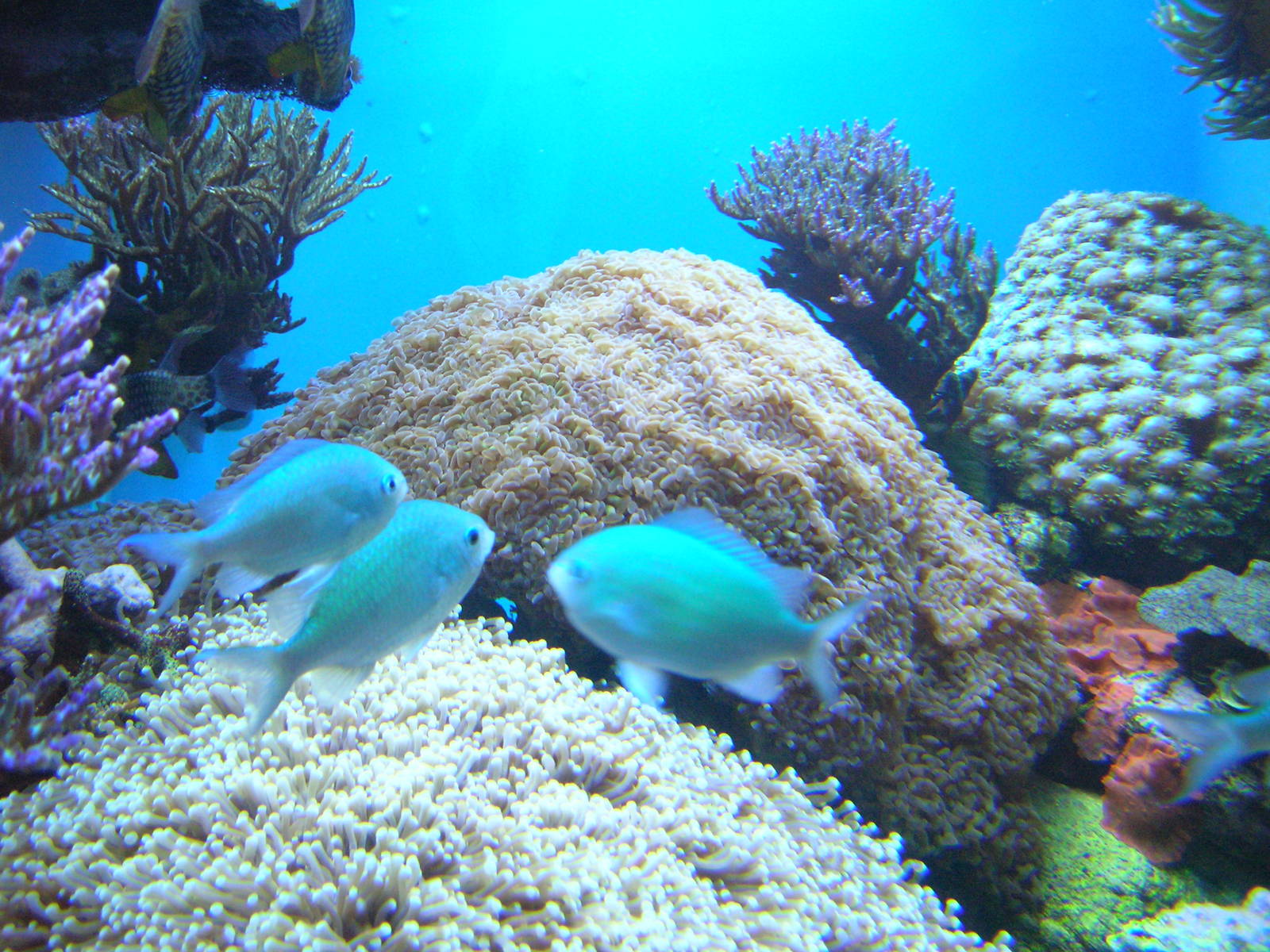 Amazing Jellies Exhibit