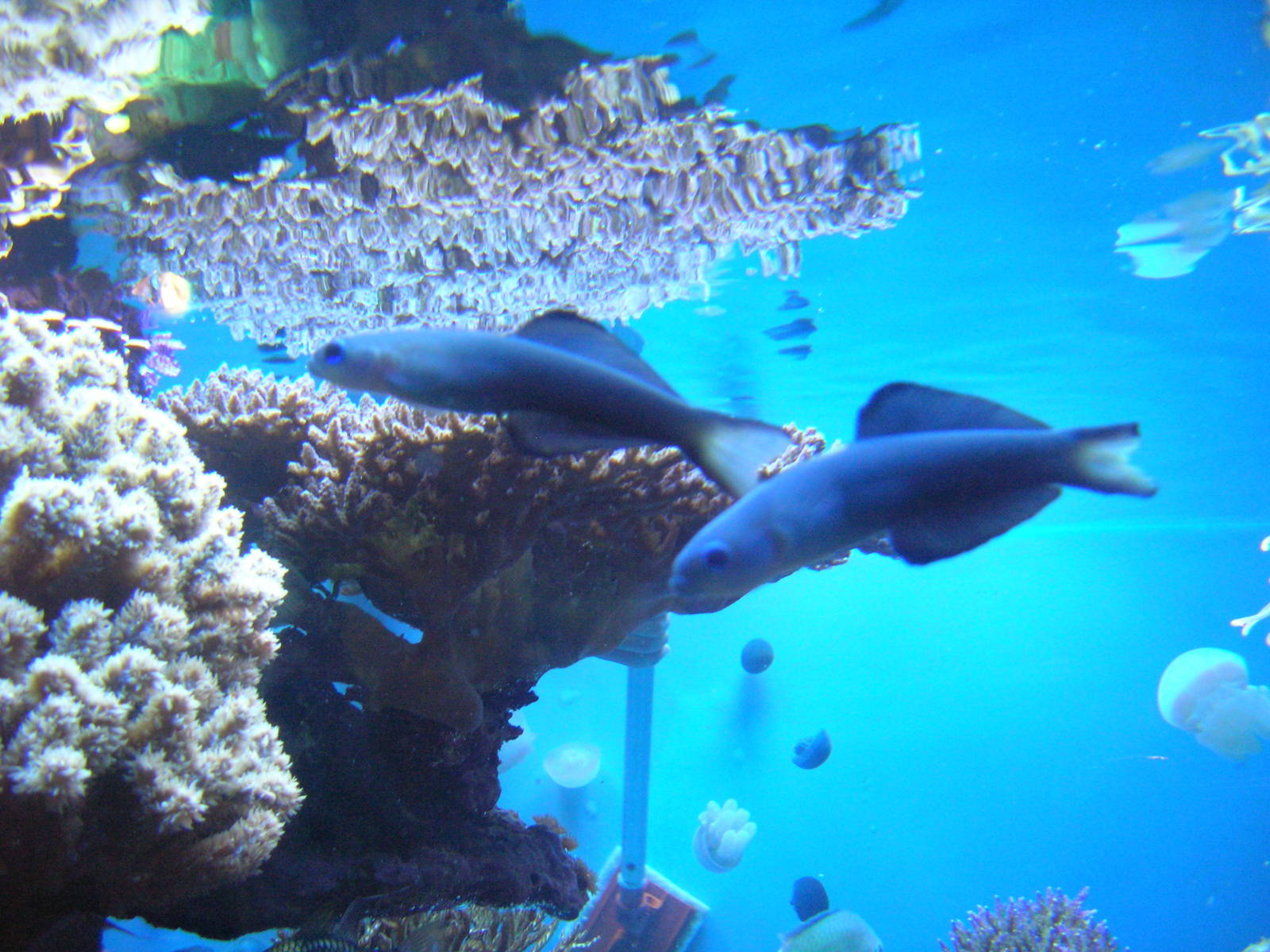 Amazing Jellies Exhibit