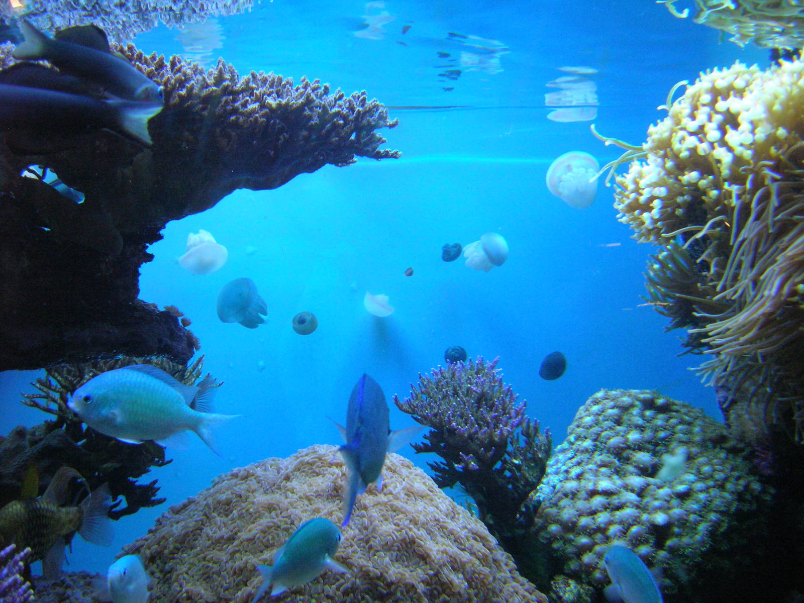 Amazing Jellies Exhibit