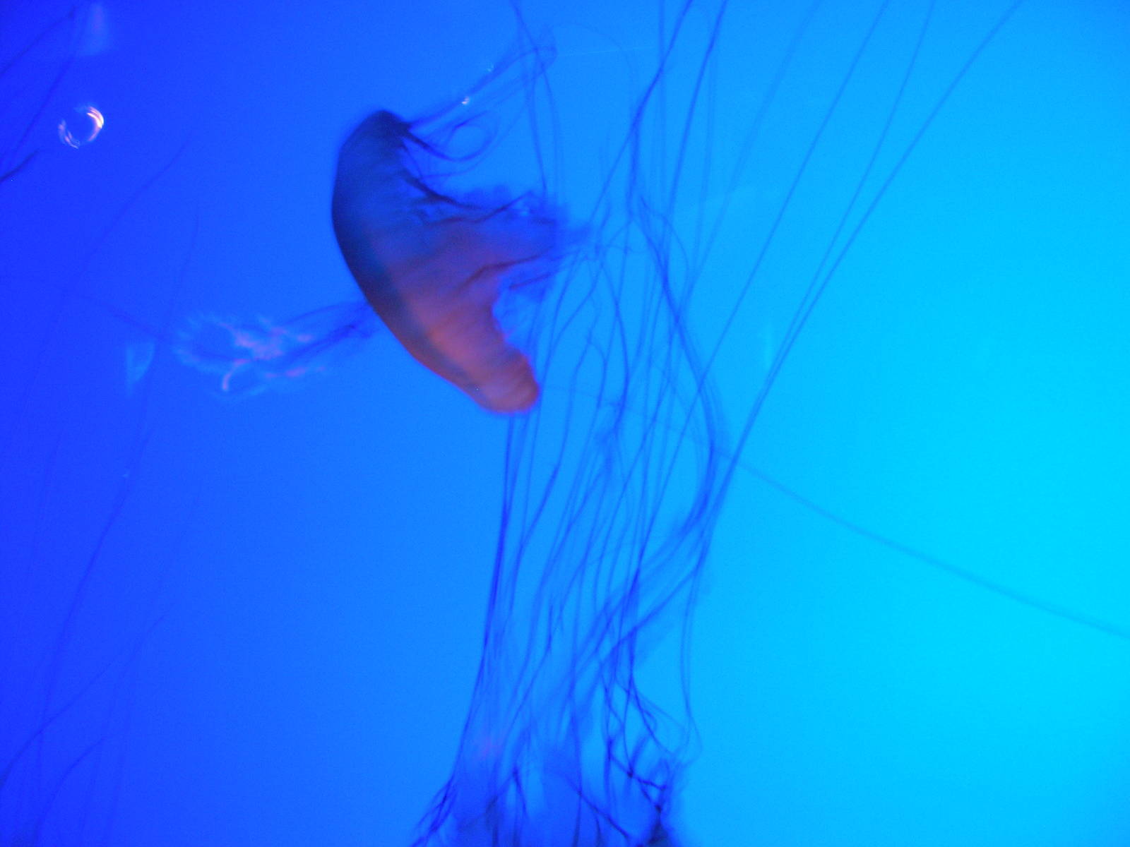 Amazing Jellies Exhibit