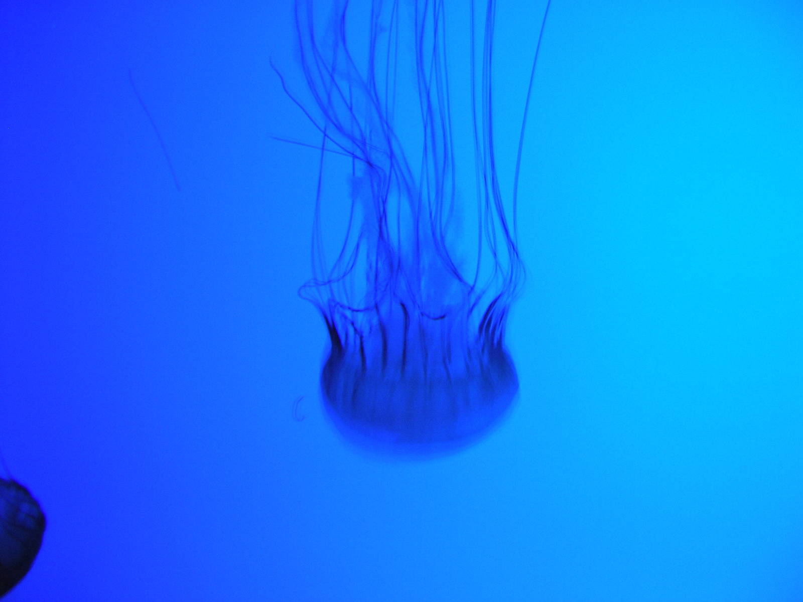 Amazing Jellies Exhibit
