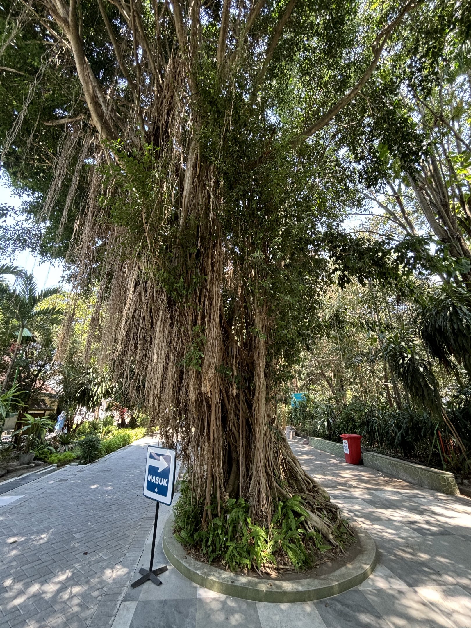 Amazing Jungle Trees