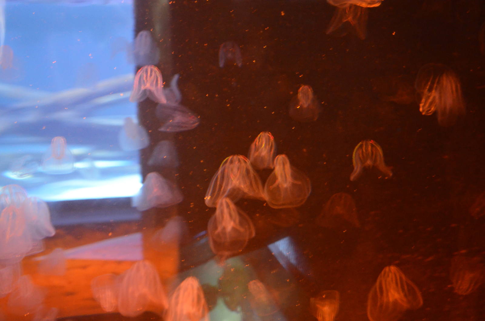 Amazing "lightning" jellyfish