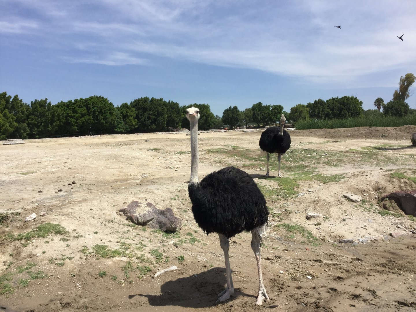Amazing Ostrich Photo