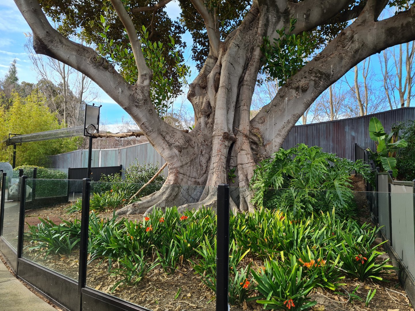 Amazing Red Panda exhibit under the Moreton Bay fig