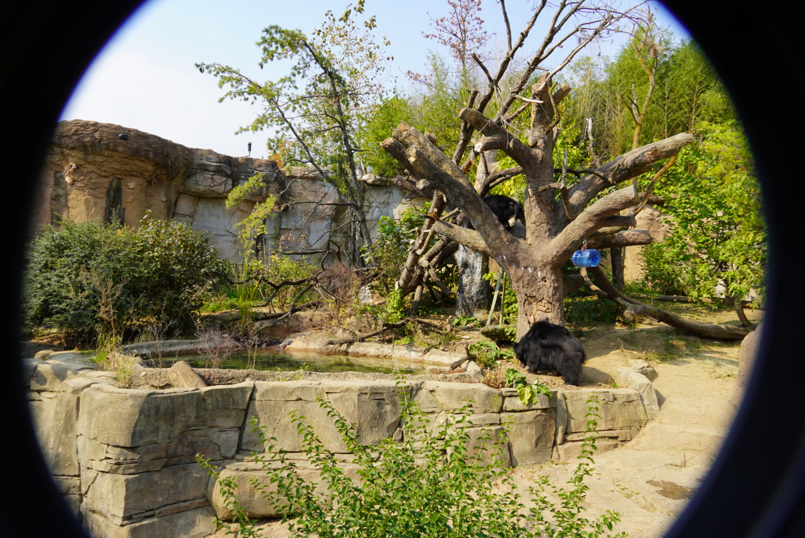 Amazing Sloth Bear Exhibit