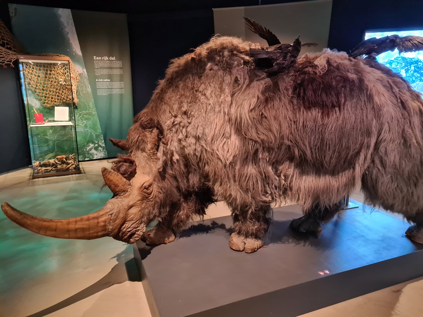 Amazing Woolly rhinoceros replica in Doggerland display