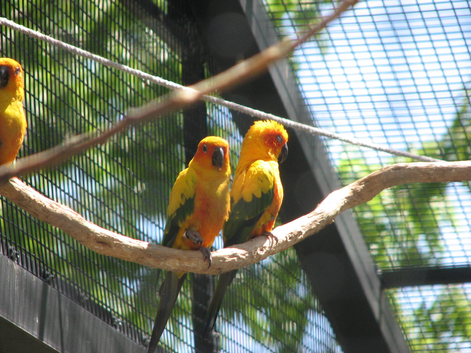 Amazon Adventure - Sun Conure