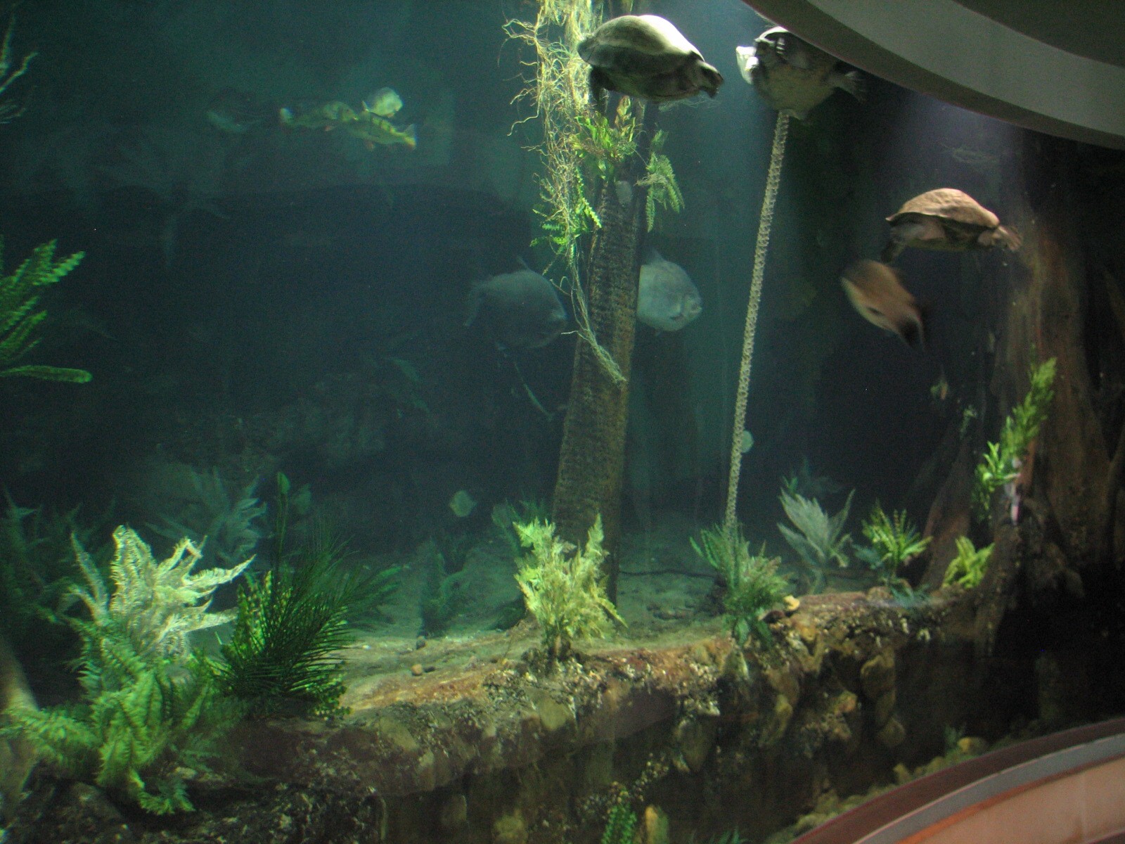 Amazon and Beyond - Amazon - Flooded Forest Aquarium