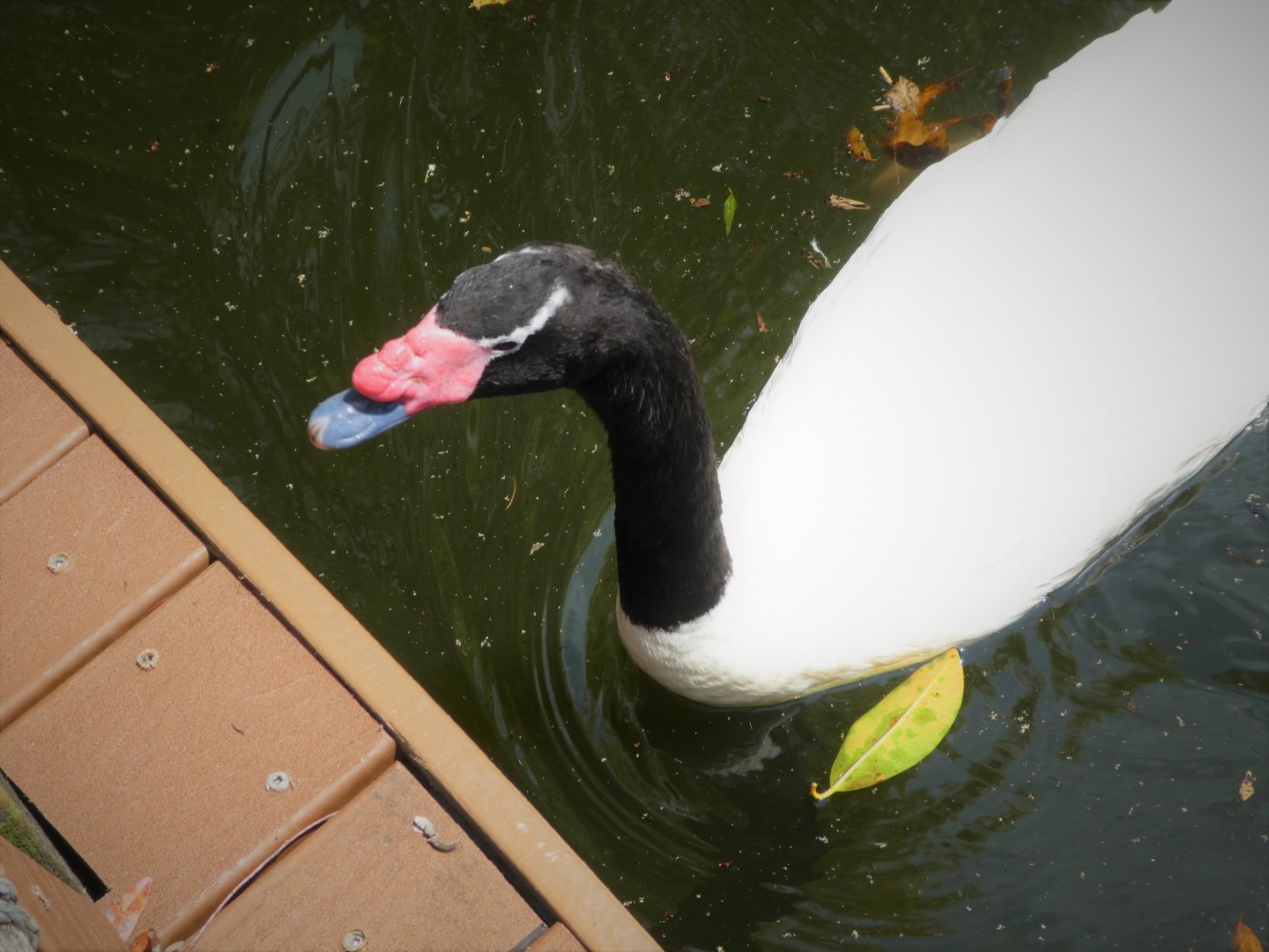 Amazon and Beyond - Amazon: Land of the Giants - Black-necked Swan