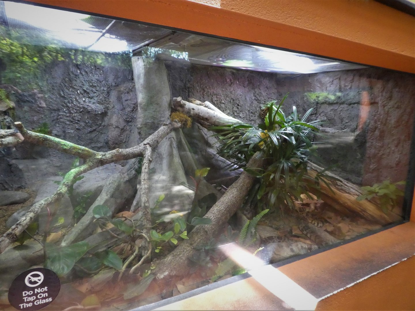 Amazon and Beyond - Amazon: Land of the Giants - False Water Cobra Exhibit