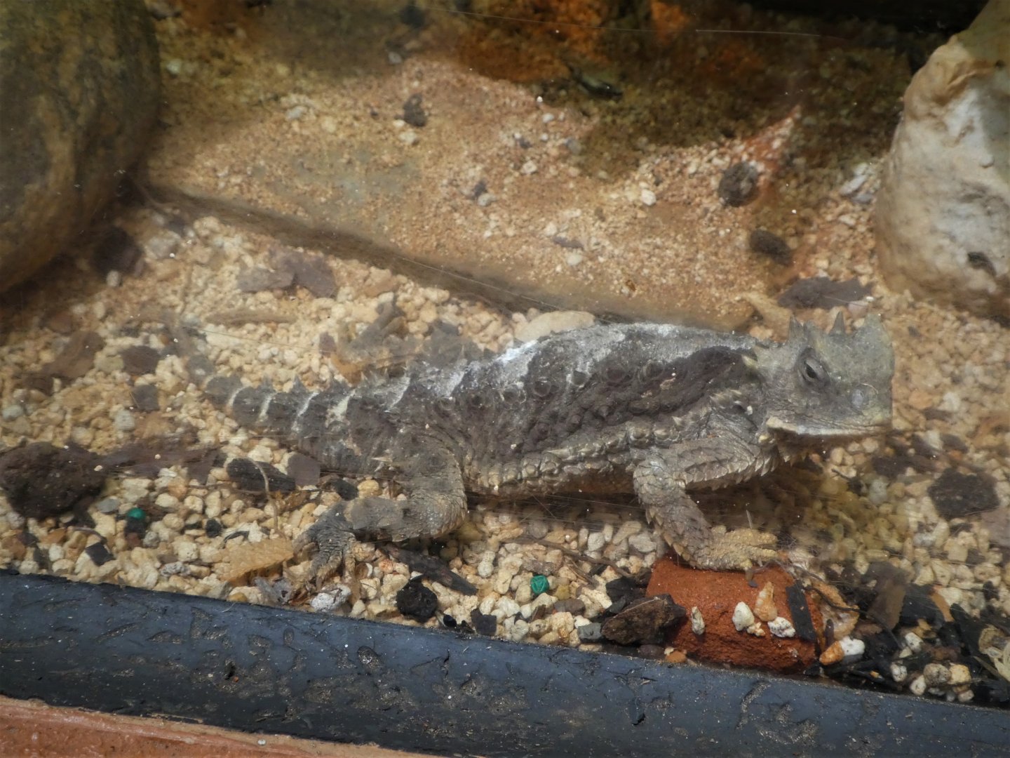 Amazon and Beyond - Amazon: Land of the Giants - Giant Horned Lizard