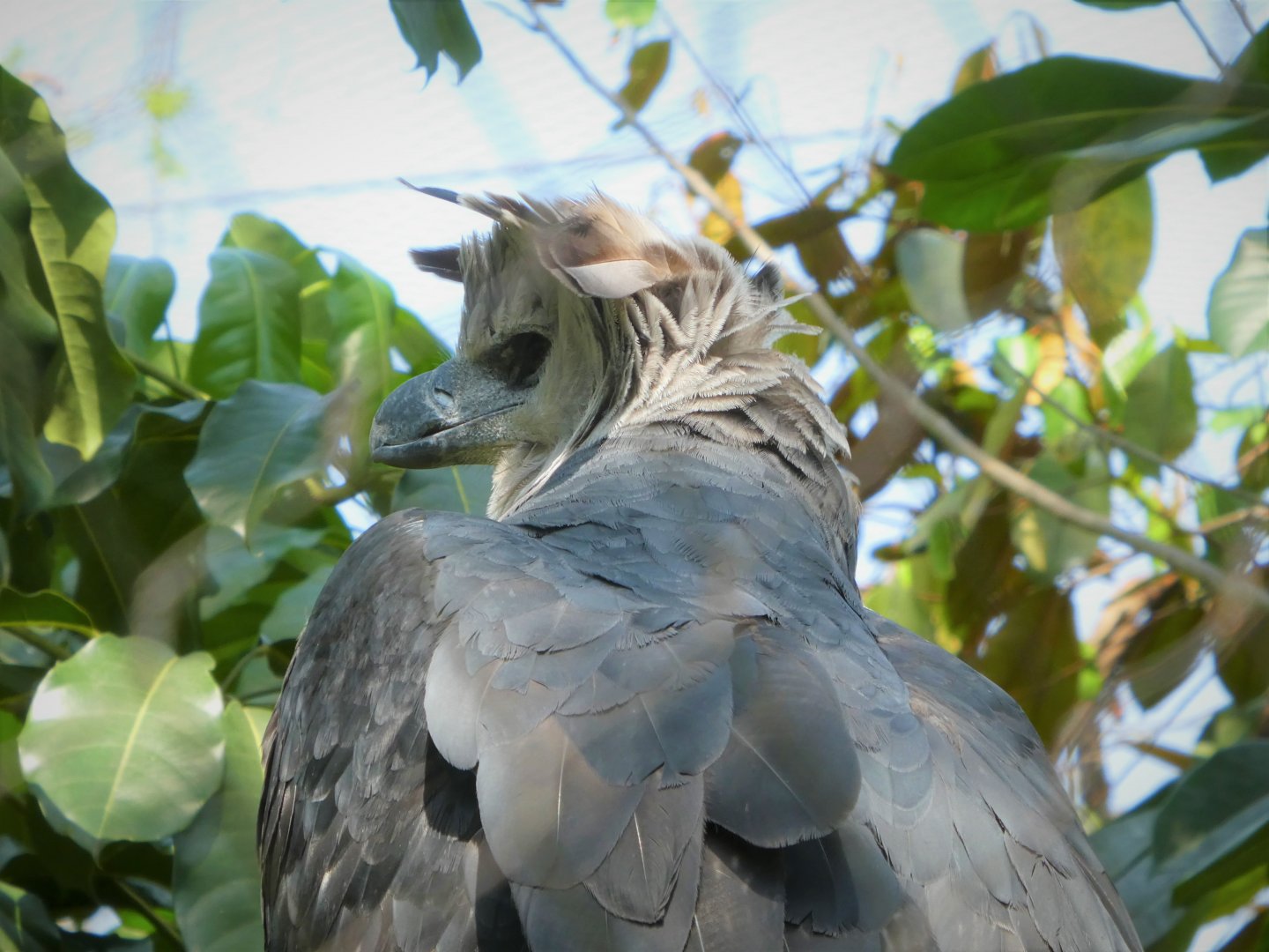 Amazon and Beyond - Amazon: Land of the Giants - Harpy Eagle