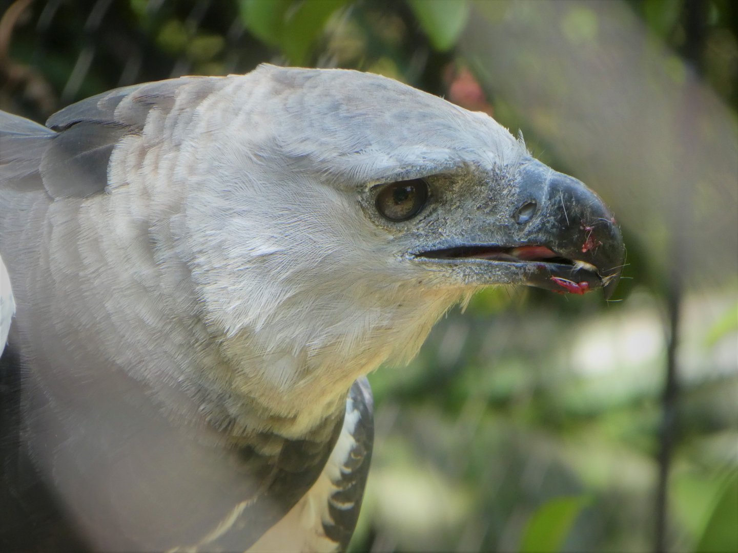Amazon and Beyond - Amazon: Land of the Giants - Harpy Eagle