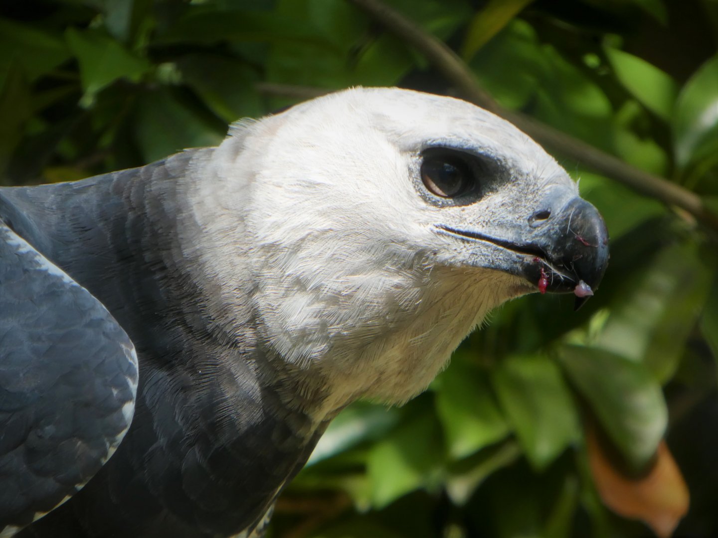 Amazon and Beyond - Amazon: Land of the Giants - Harpy Eagle