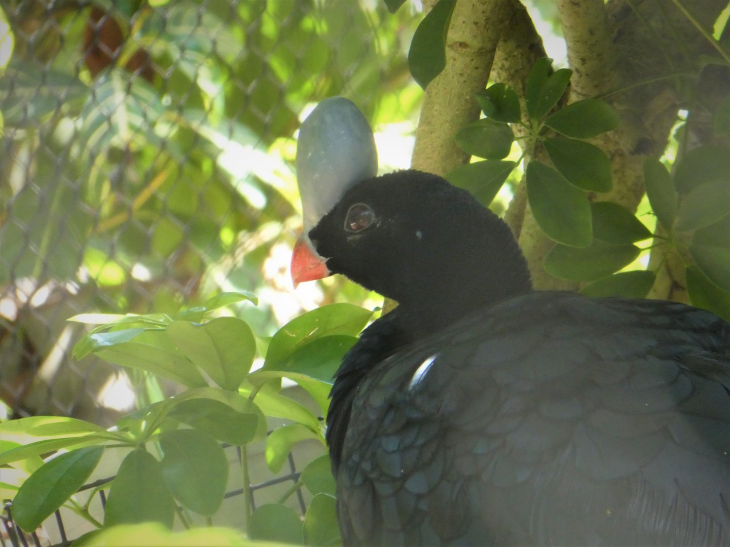 Amazon and Beyond - Amazon: Land of the Giants - Helmeted Curassow