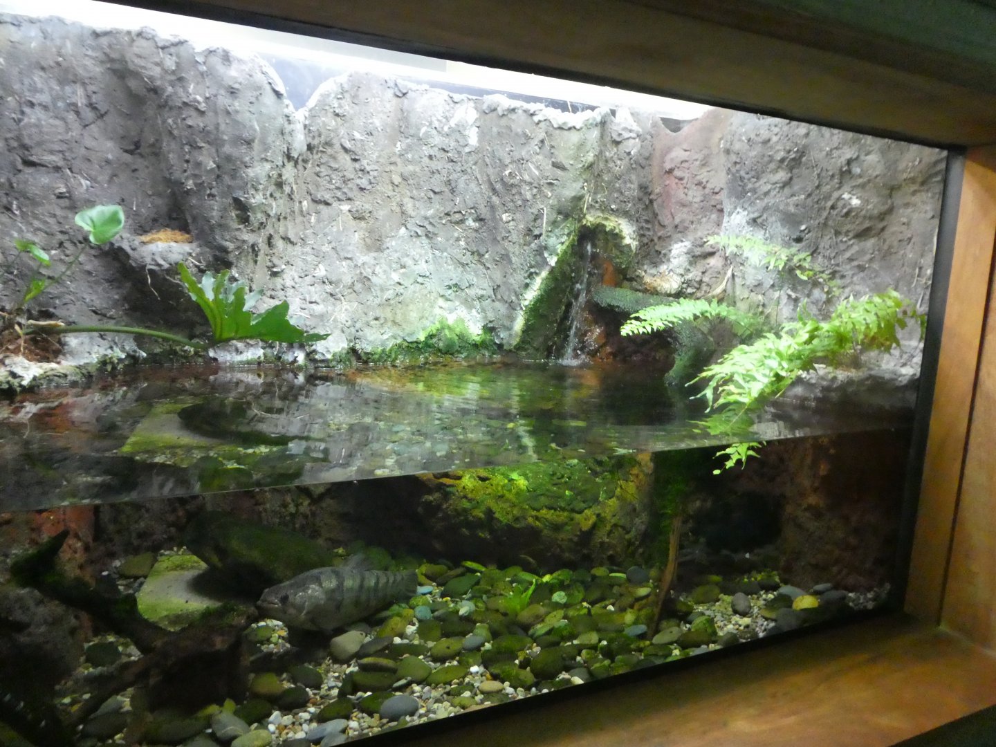 Amazon and Beyond - Amazon: Land of the Giants - Hoplias Exhibit