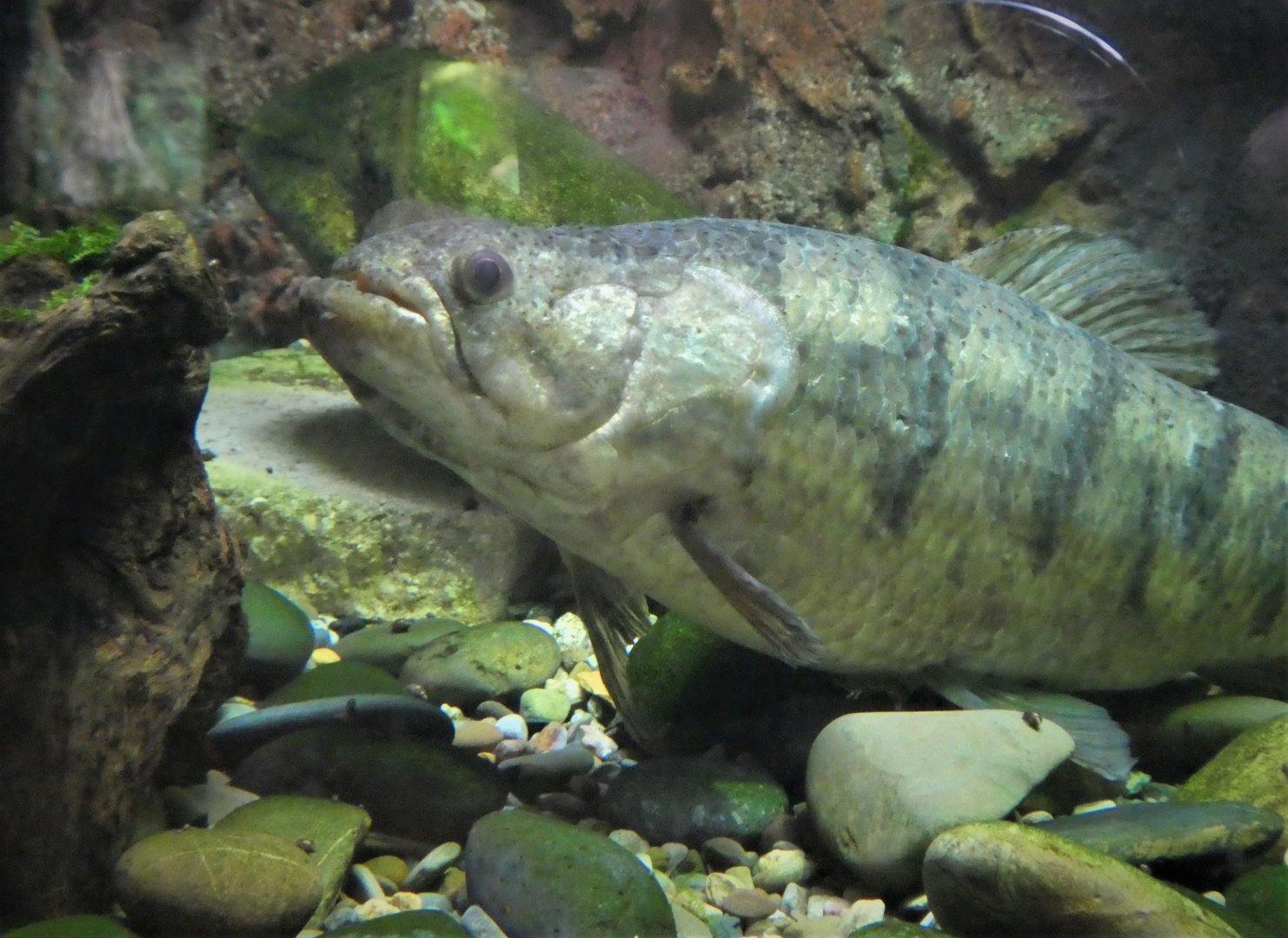 Amazon and Beyond - Amazon: Land of the Giants - Hoplias sp.