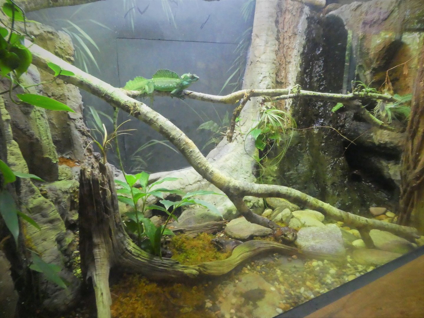 Amazon and Beyond - Amazon: Land of the Giants - Plumed Basilisk and Smoky Jungle Frog Exhibit