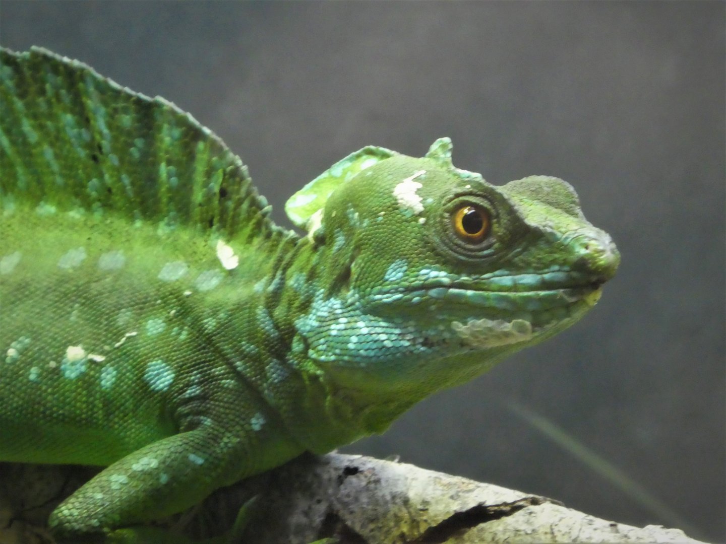 Amazon and Beyond - Amazon: Land of the Giants - Plumed Basilisk