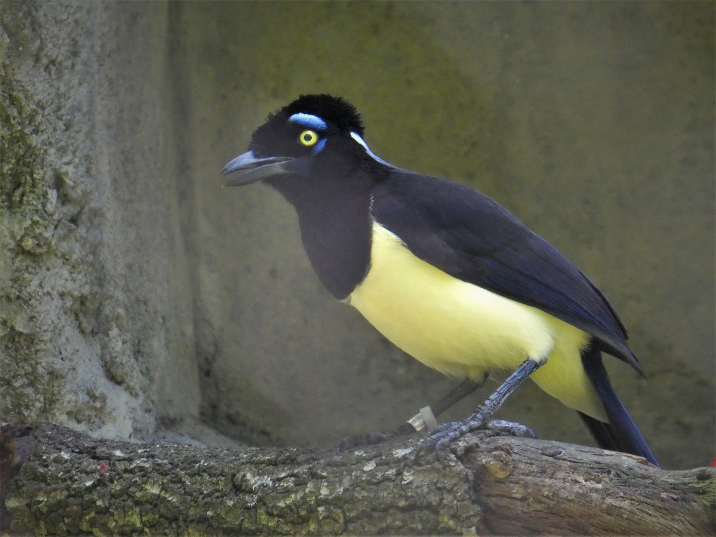 Amazon and Beyond - Amazon: Land of the Giants - Plush-crested Jay