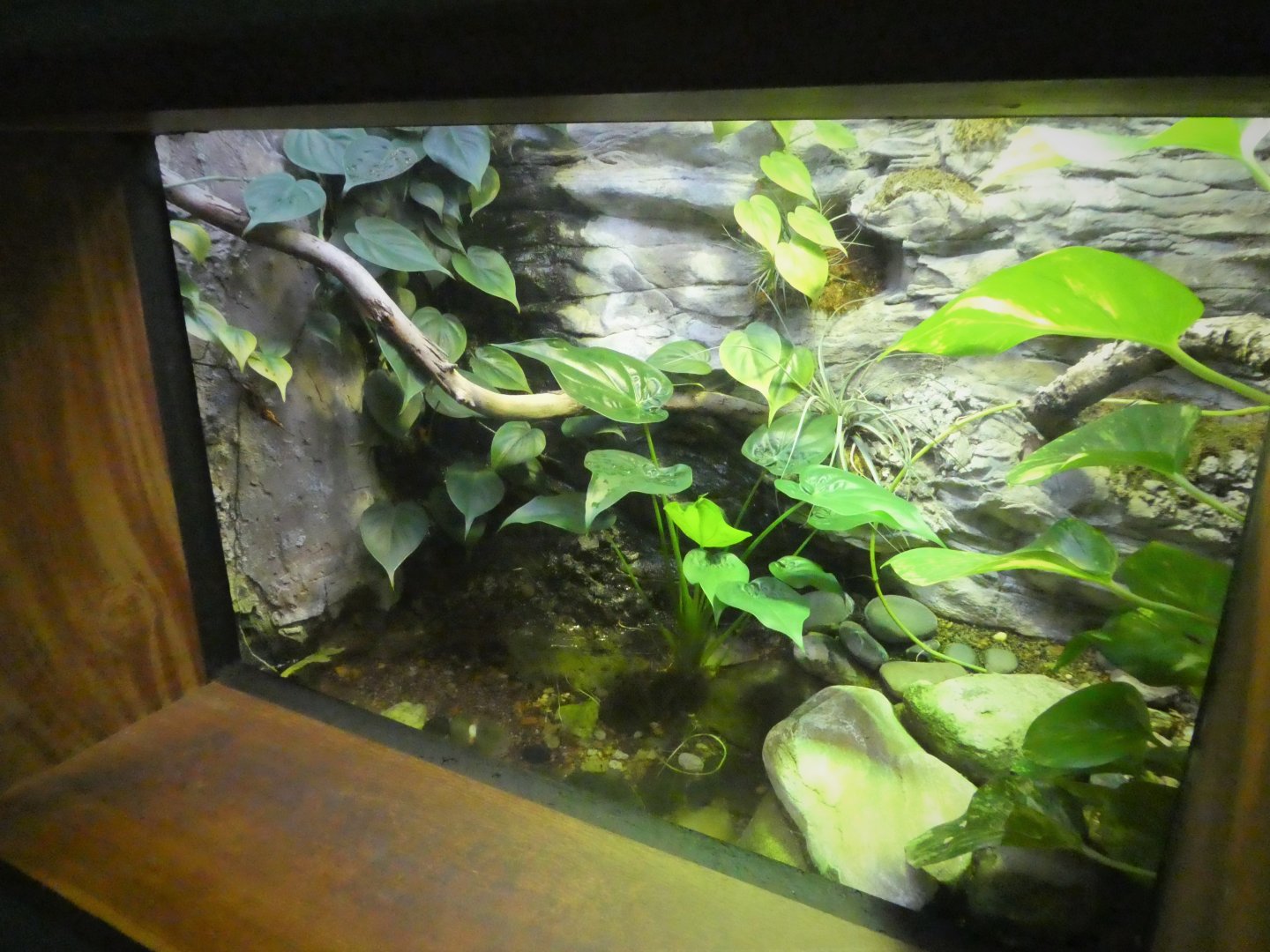Amazon and Beyond - Amazon: Land of the Giants - Twist-necked Turtle Exhibit