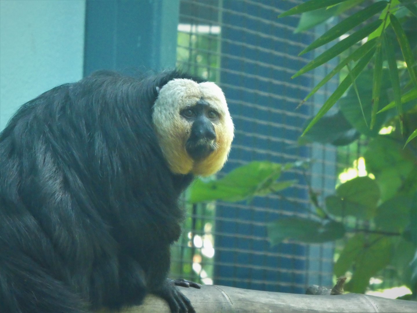Amazon and Beyond - Amazon: Land of the Giants - White-faced Saki