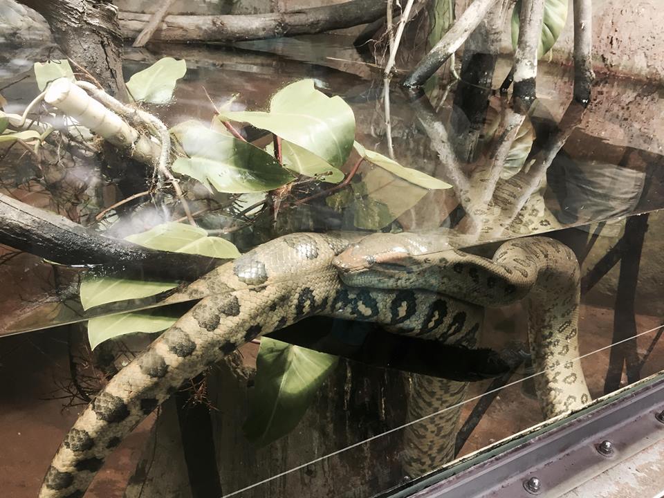 Amazon and Beyond- Anaconda