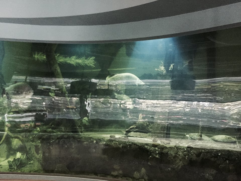 Amazon and Beyond- Aquarium