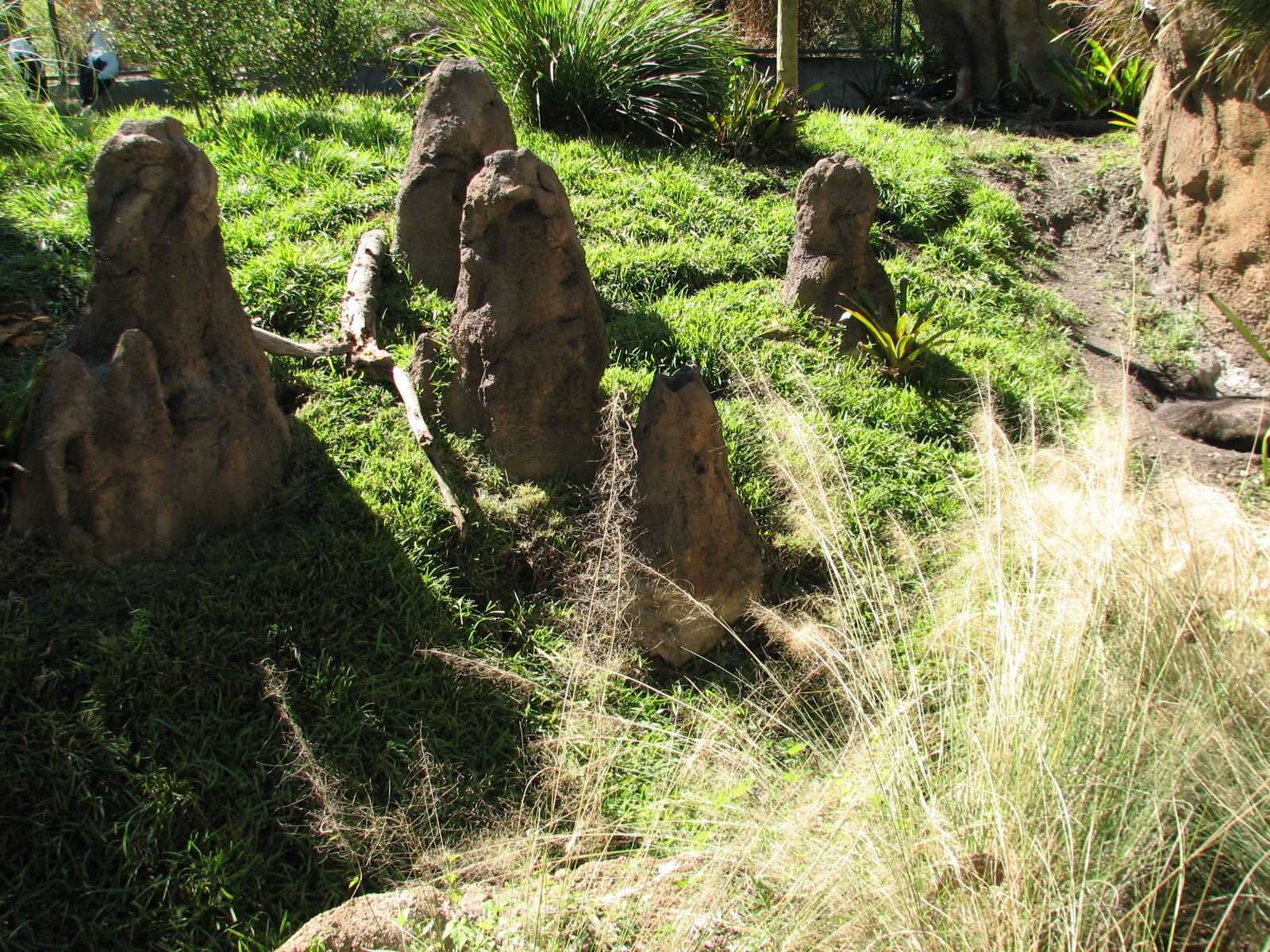 Amazon and Beyond - Atlantic Forest - Giant Anteater Exhibit
