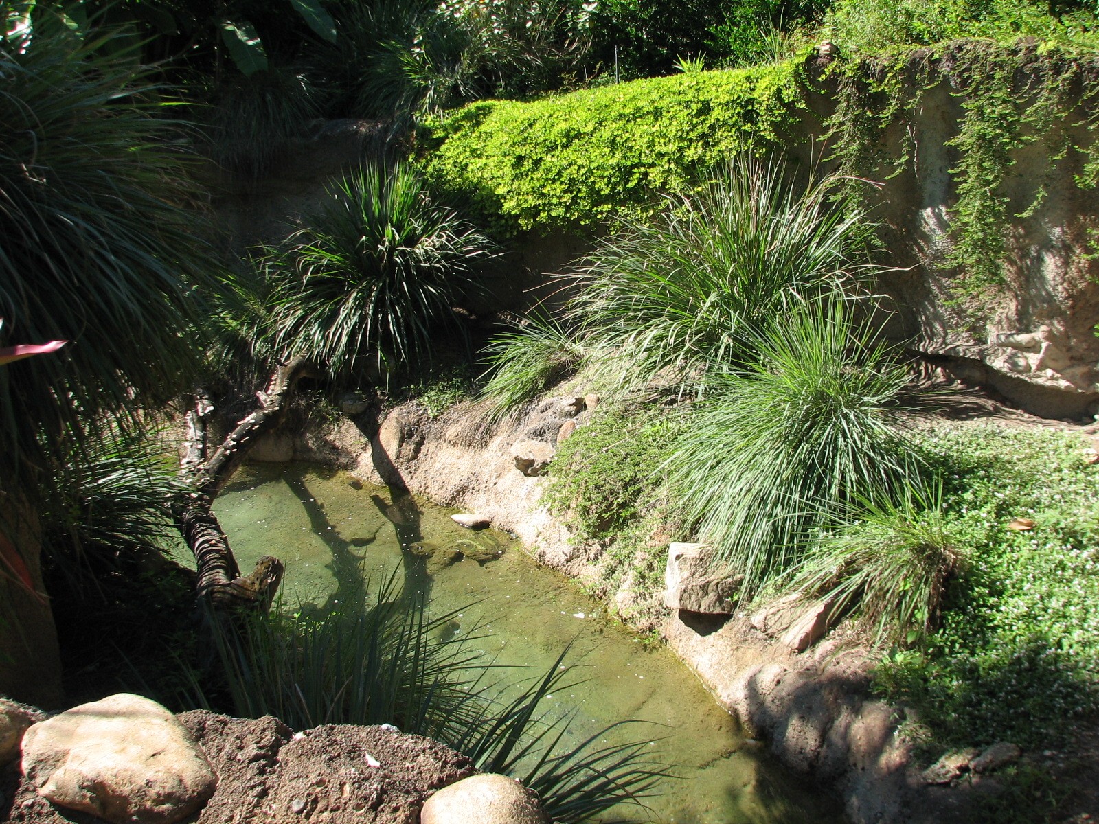 Amazon and Beyond - Atlantic Forest - Giant Otter Exhibit