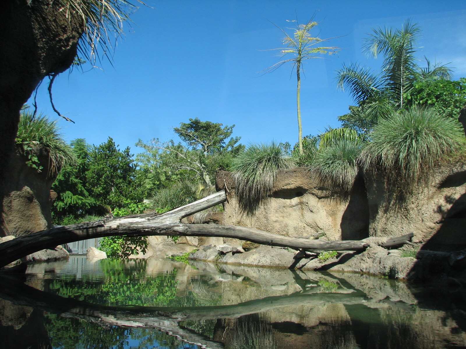 Amazon and Beyond - Atlantic Forest - Giant Otter Exhibit