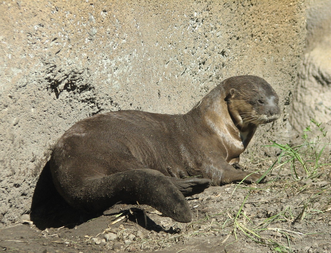 Amazon and Beyond - Atlantic Forest - Giant Otter