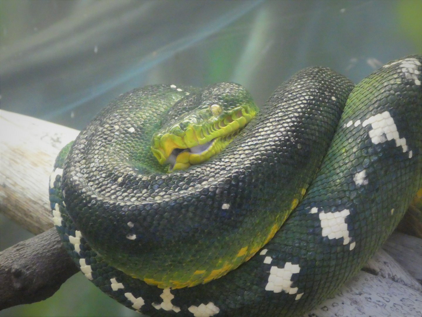 Amazon and Beyond - Atlantic Forest: Spirit of Survival - Emerald Tree Boa