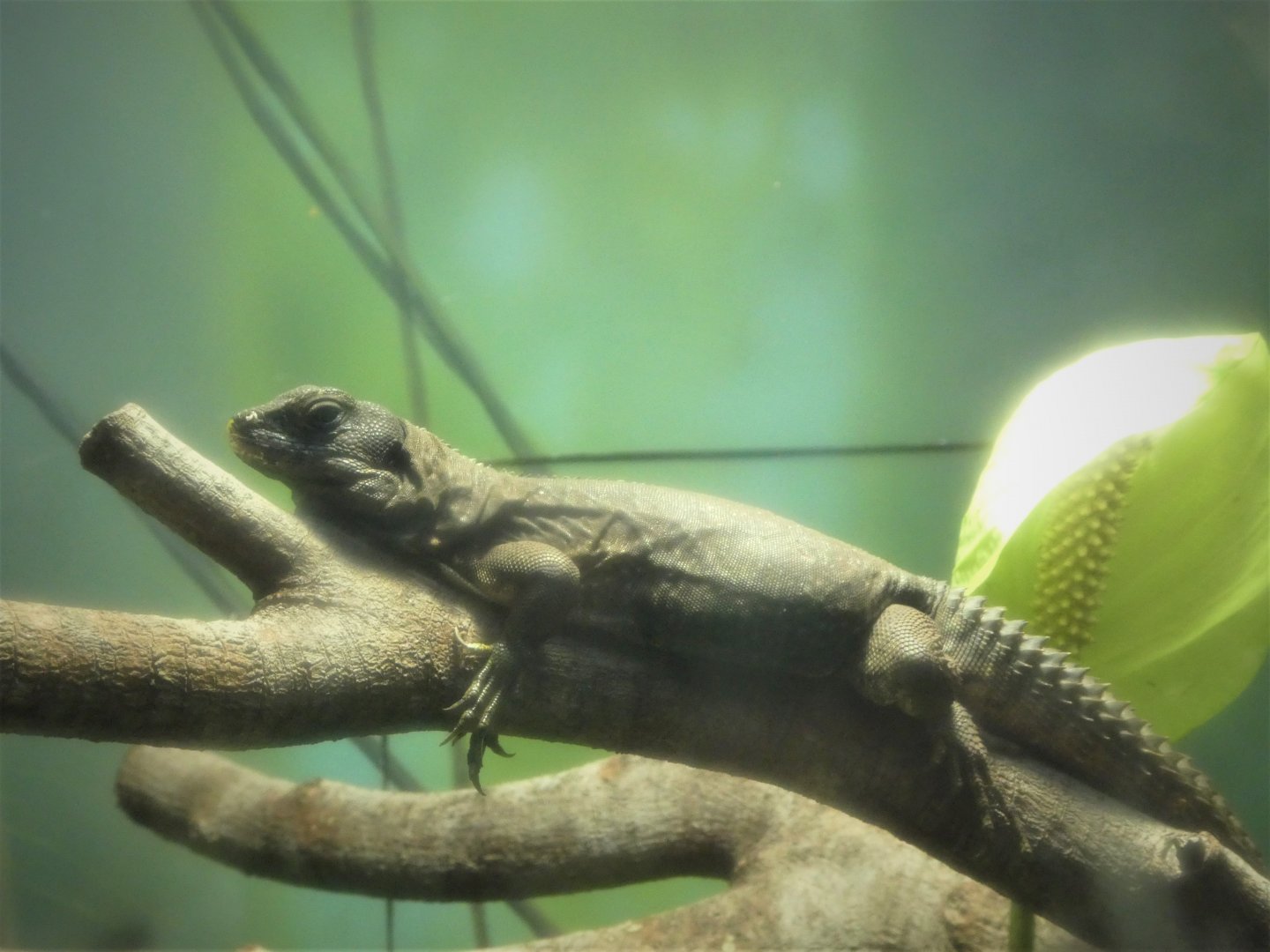 Amazon and Beyond - Atlantic Forest: Spirit of Survival - Five-keeled Spiny-tailed Iguana