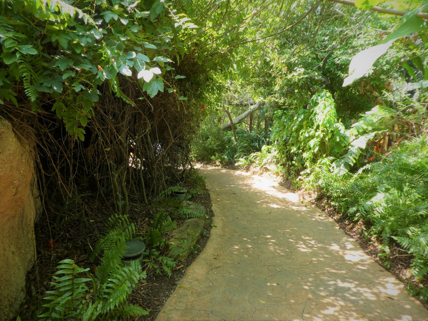 Amazon and Beyond - Atlantic Forest: Spirit of Survival - General View