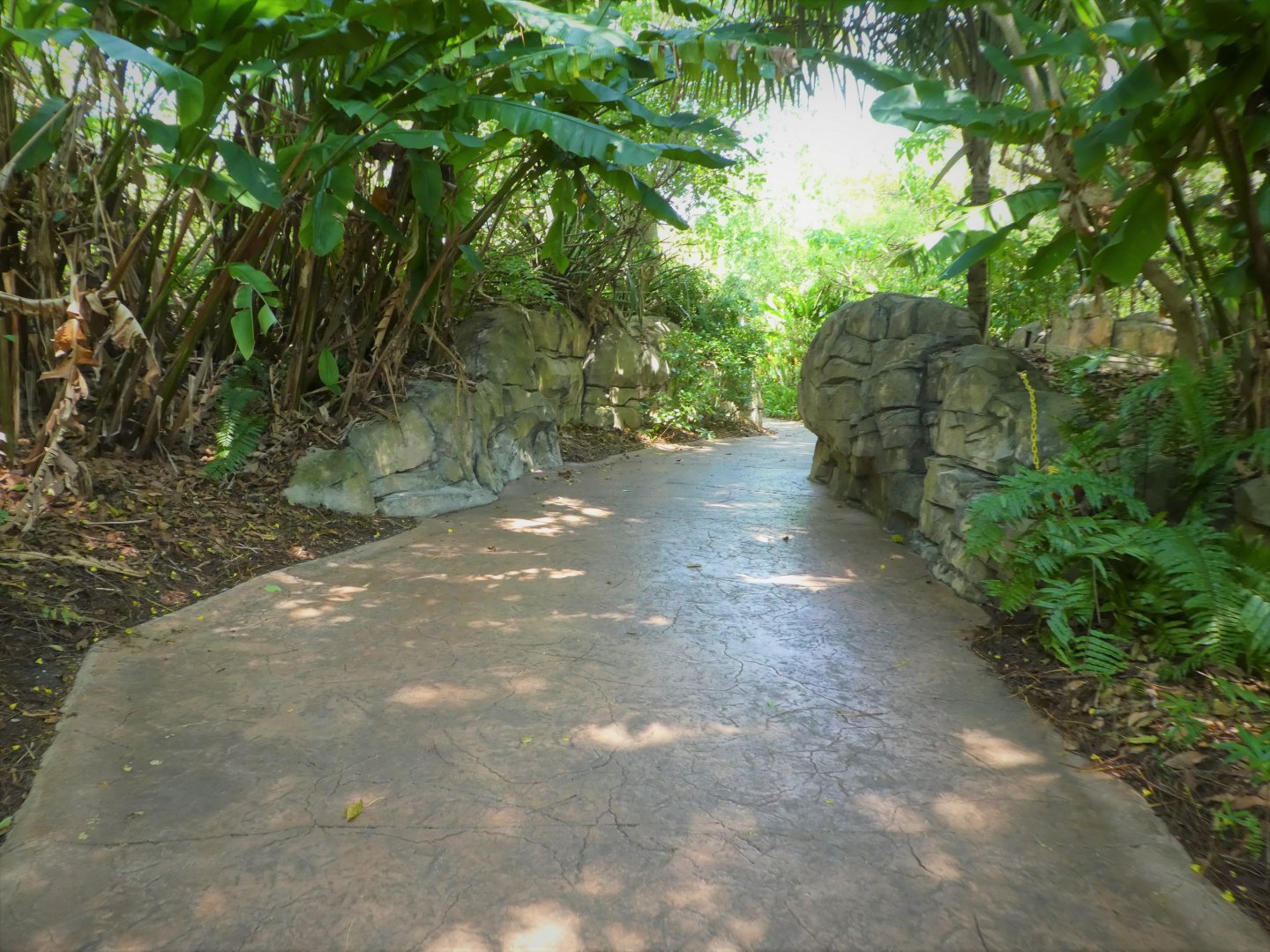 Amazon and Beyond - Atlantic Forest: Spirit of Survival - General View