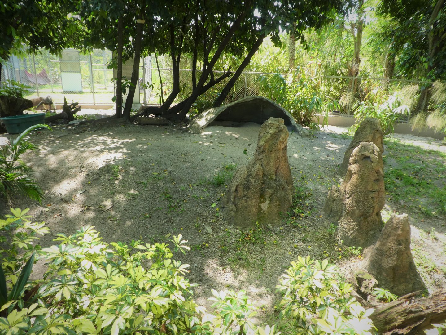 Amazon and Beyond - Atlantic Forest: Spirit of Survival - Giant Anteater Exhibit