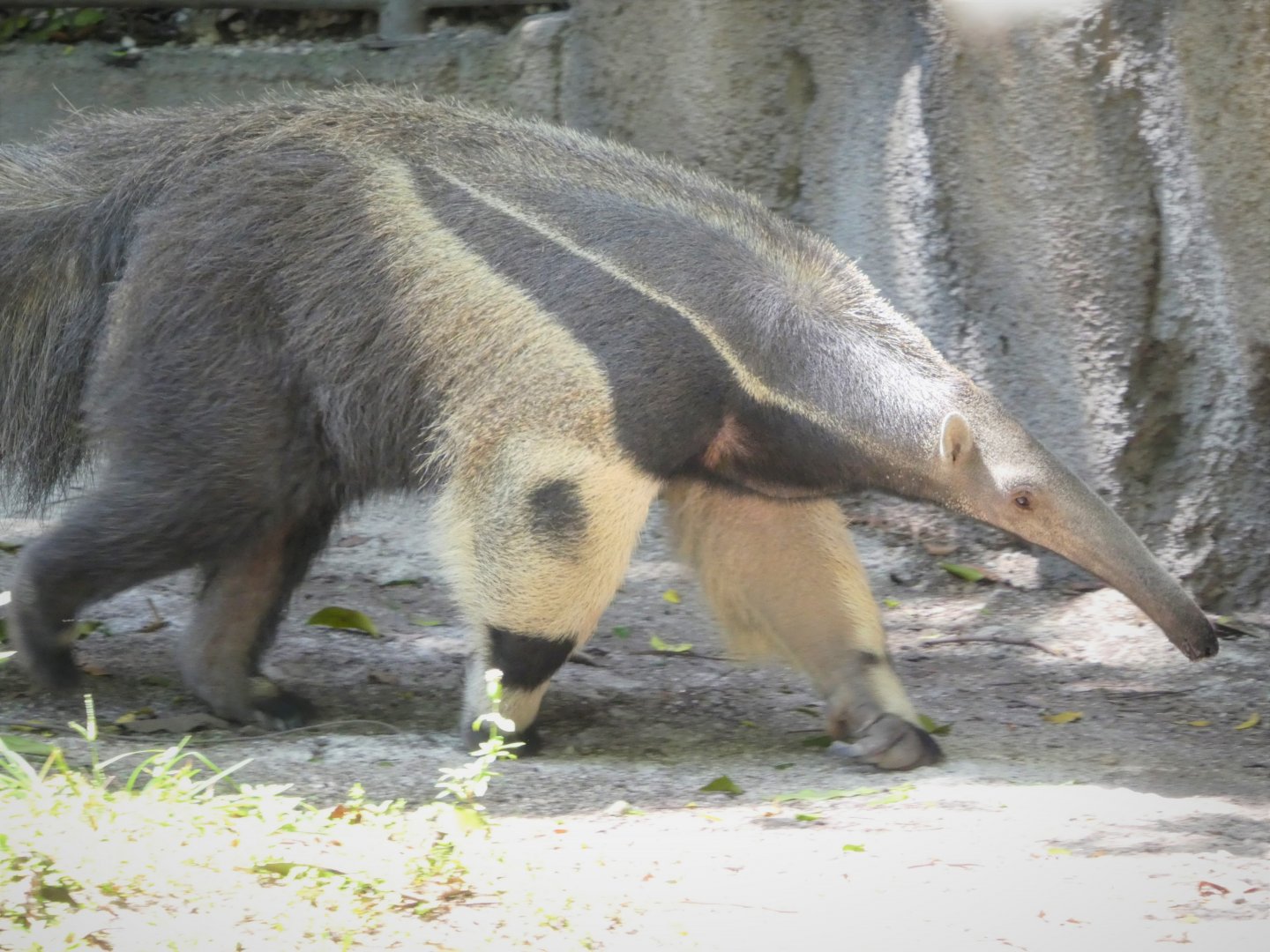 Amazon and Beyond - Atlantic Forest: Spirit of Survival - Giant Anteater