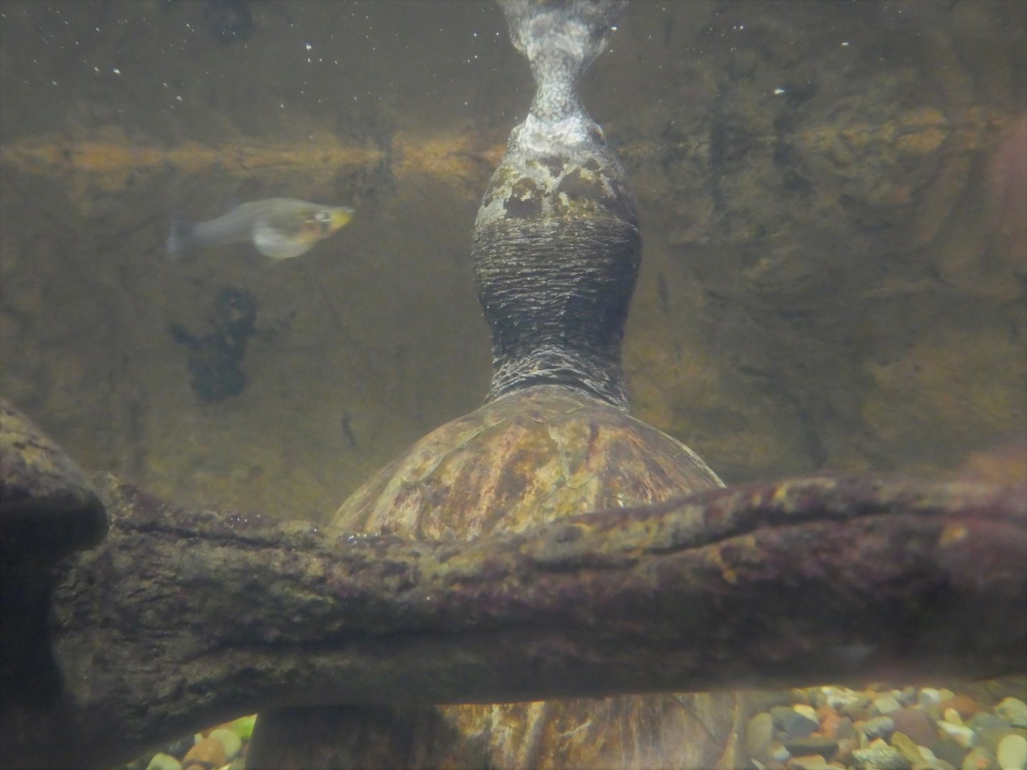 Amazon and Beyond - Atlantic Forest: Spirit of Survival - Giant Musk Turtle