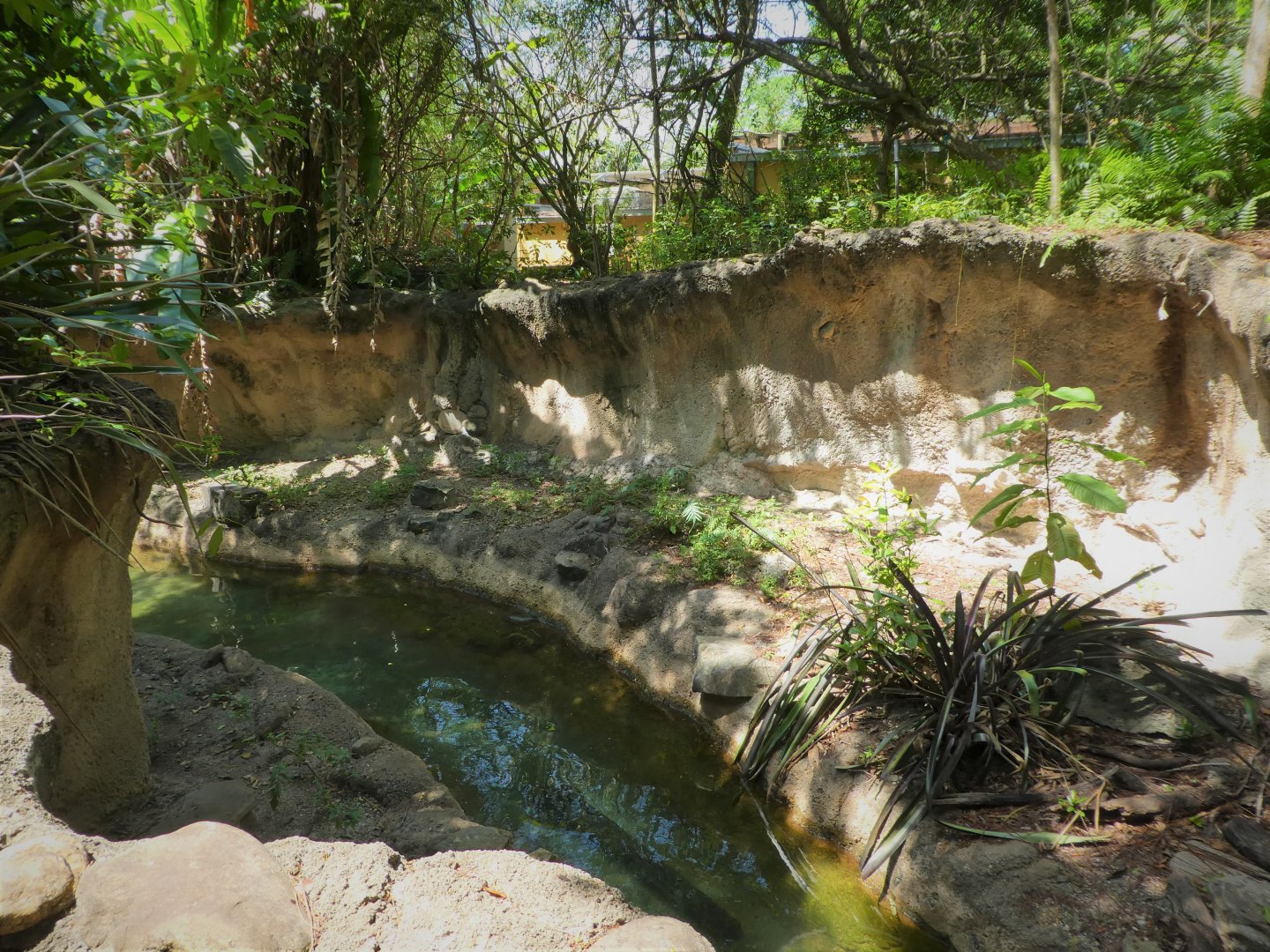 Amazon and Beyond - Atlantic Forest: Spirit of Survival - Giant Otter Exhibit