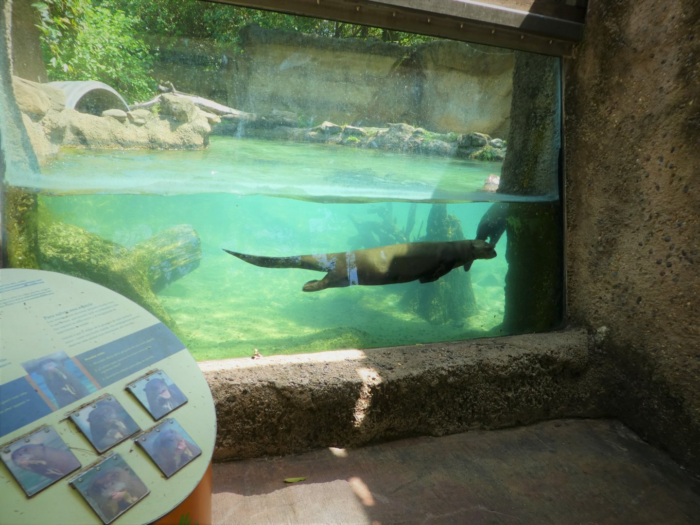 Amazon and Beyond - Atlantic Forest: Spirit of Survival - Giant Otter Exhibit