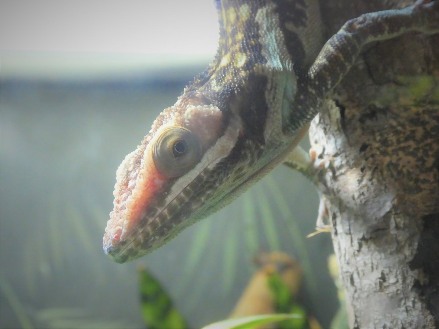 Amazon and Beyond - Atlantic Forest: Spirit of Survival - Green-blotched Giant Anole