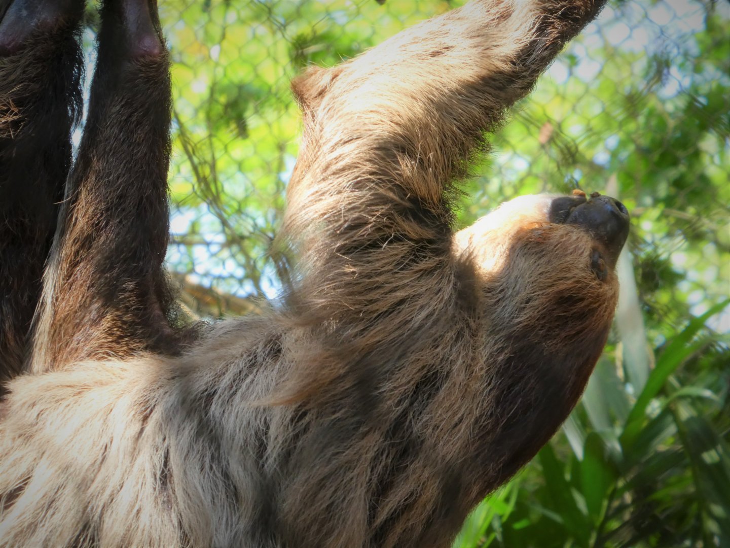 Amazon and Beyond - Atlantic Forest: Spirit of Survival - Linnaeus' Two-toed Sloth