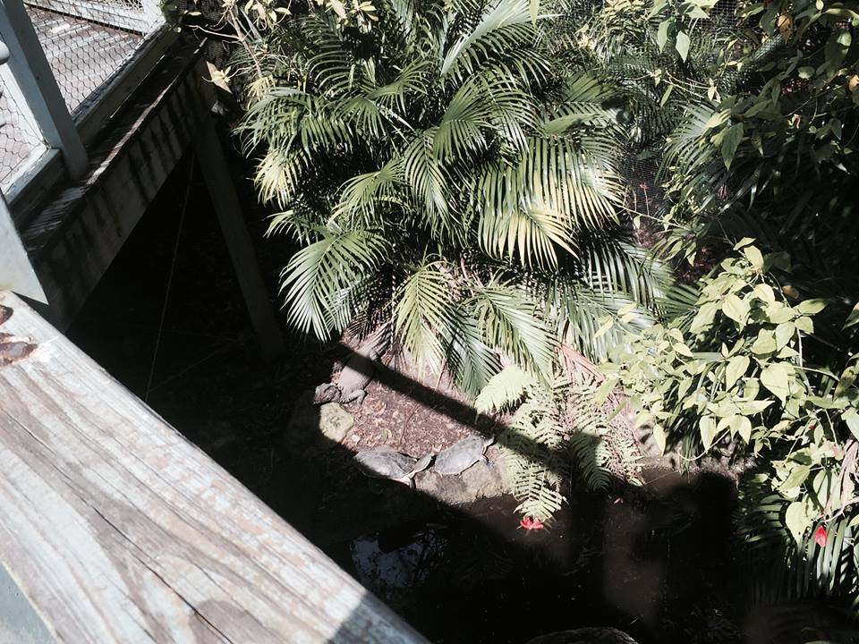 Amazon and Beyond- Caiman