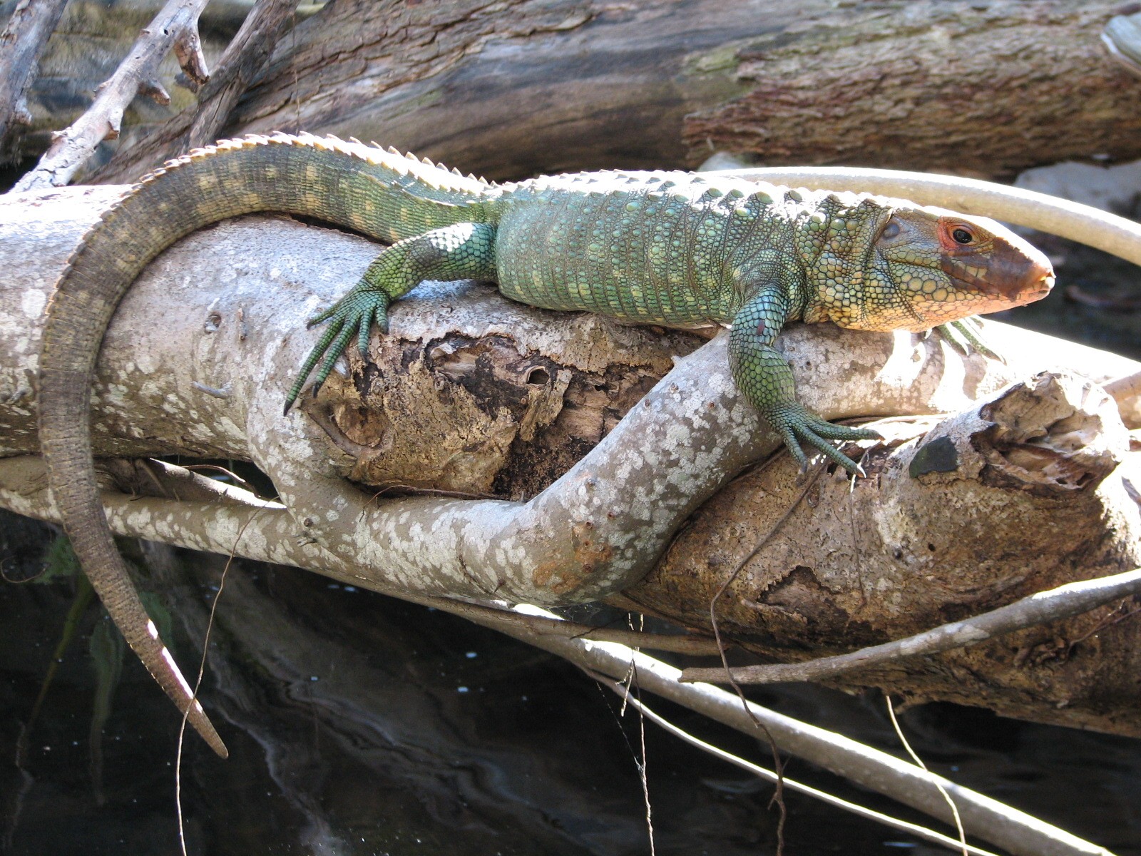 Amazon and Beyond - Cloud Forest - Caiman Lizard