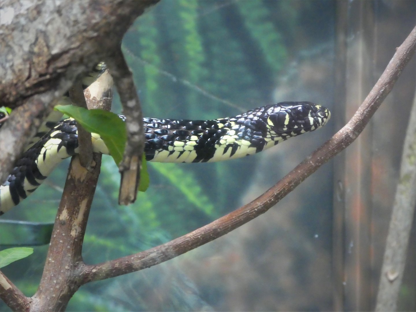 Amazon and Beyond - Cloud Forests: Islands in the Sky - Caninana