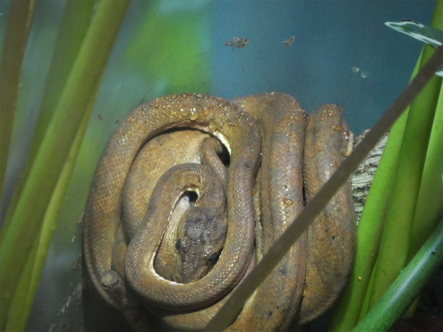 Amazon and Beyond - Cloud Forests: Islands in the Sky - Central American Tree Boa