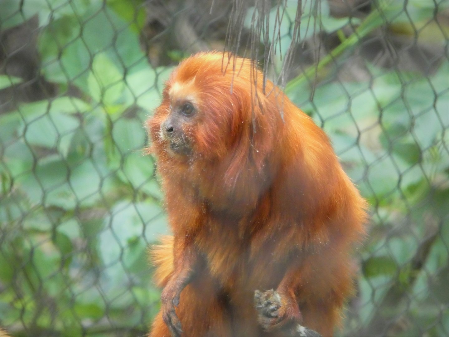 Amazon and Beyond - Cloud Forests: Islands in the Sky - Golden Lion Tamarin
